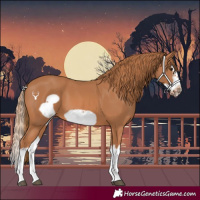 Horse Color:Chestnut Splash Frame 