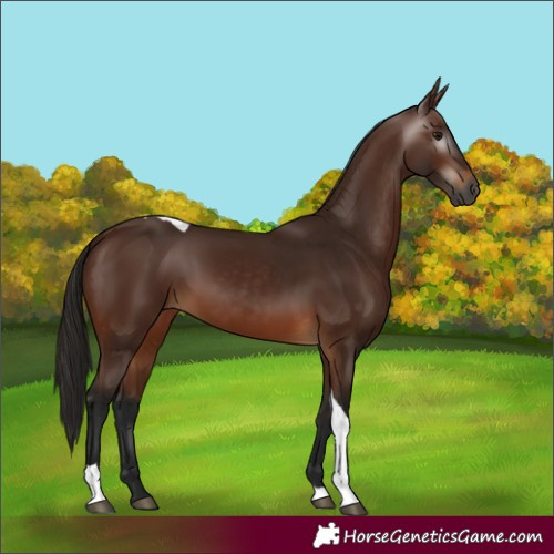 Horse Color:Gray Bay Tobiano 