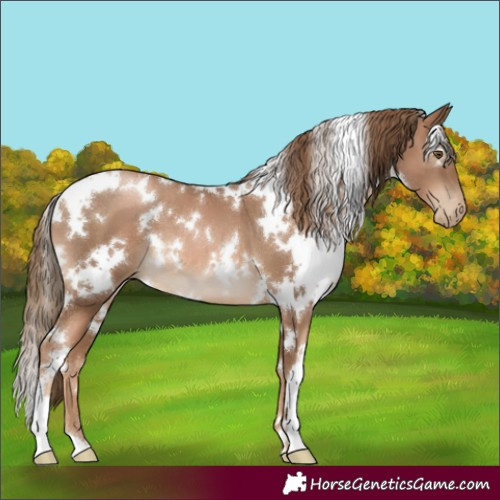 Horse Color:White Spotted Liver Chestnut Pearl 