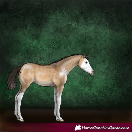 Horse Color:Gray Bay Dun Sabino Splash 