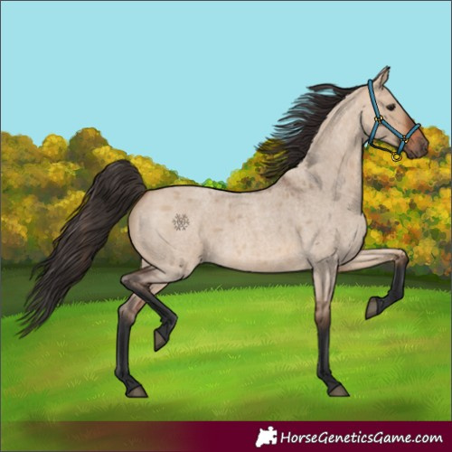 Horse Color:Bay Roan Dun 