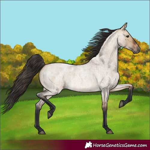 Horse Color:Bay Roan Dun 