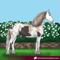 Horse Color:Liver Chestnut Sabino Splash Appaloosa  and Gold Champagne Sabino Splash Appaloosa 