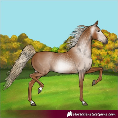Horse Color:Gray Chestnut 