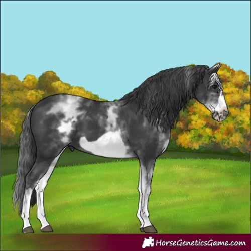 Horse Color:White Spotted Black Frame 