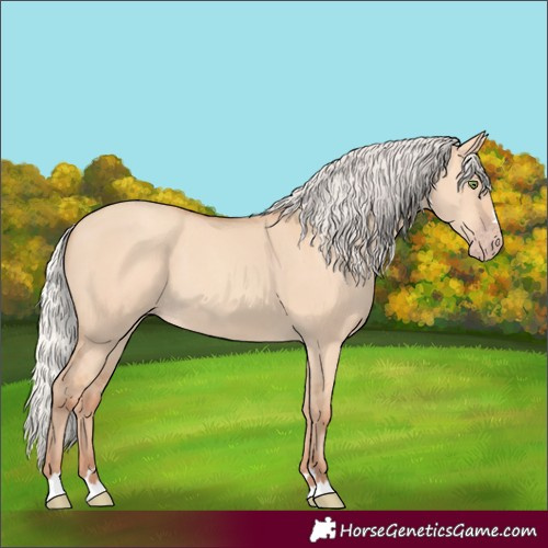 Horse Color:Silver Amber Champagne Dun 