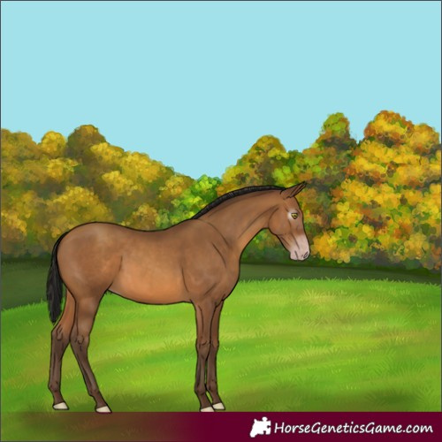 Horse Color:Gray Amber Champagne