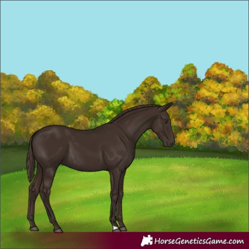 Horse Color:Liver Chestnut 
