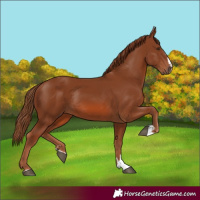 Horse Color:Chestnut Rabicano