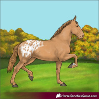 Horse Color:Chestnut Appaloosa 