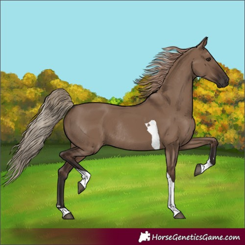Horse Color:Liver Red Dun Tobiano Rabicano 