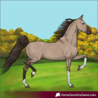 Horse Color:Liver Red Dun Tobiano Rabicano