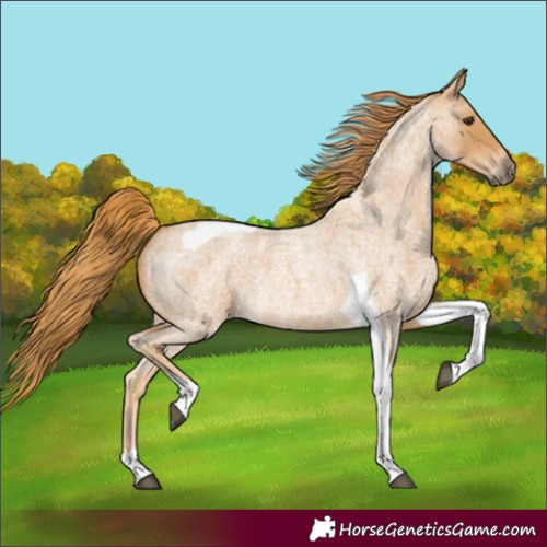 Horse Color:Red Roan Tobiano 