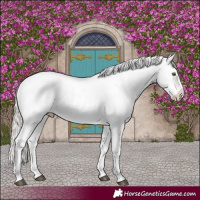 Horse Color:Palomino Appaloosa  and Palomino Appaloosa Rabicano 