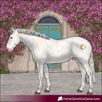 Horse Color:Palomino Appaloosa  and Palomino Appaloosa Rabicano 