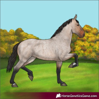 Horse Color:Bay Roan Dun 