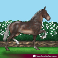 Horse Color:Silver Brown Sabino 