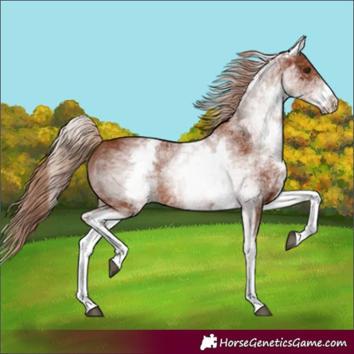 Horse Color:White Spotted Chestnut 