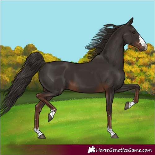 Horse Color:Liver Chestnut 