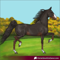 Horse Color:Liver Chestnut 