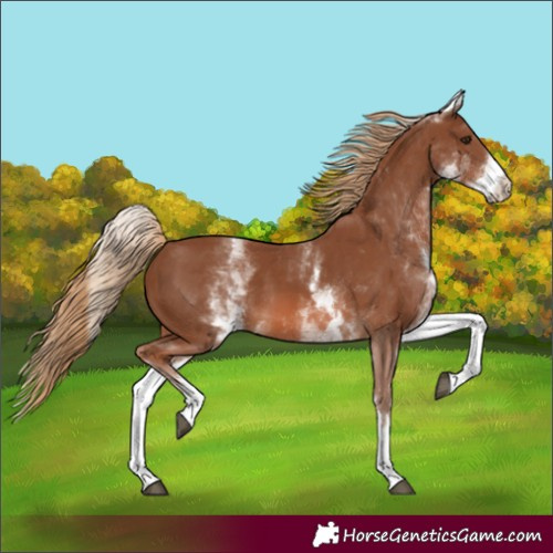 Horse Color:White Spotted Chestnut 