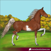 Horse Color:White Spotted Chestnut 