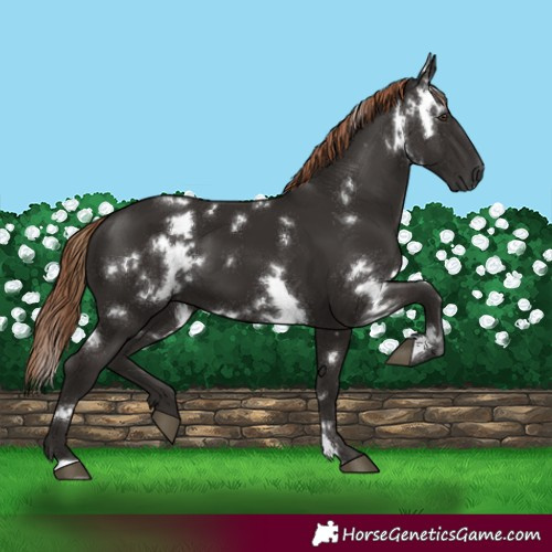 Horse Color:White Spotted Liver Chestnut 
