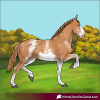Horse Color:White Spotted Chestnut Frame 