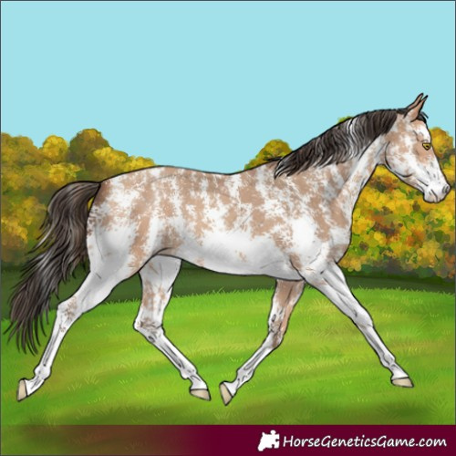 Horse Color:Amber Champagne Sabino 