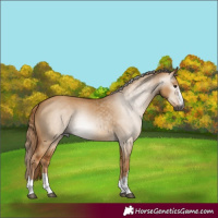 Horse Color:Gray Red Dun
