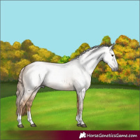 Horse Color:Gray Red Dun 