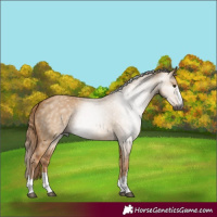 Horse Color:Gray Red Dun 