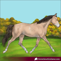 Horse Color:Amber Champagne Sabino 