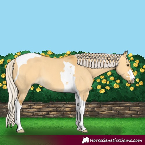 Horse Color:Silver Buckskin Dun Tobiano 
