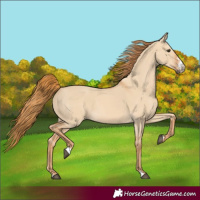 Horse Color:Red Dun Sabino 