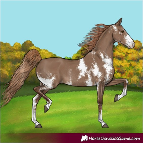 Horse Color:Liver Red Dun Sabino Rabicano 