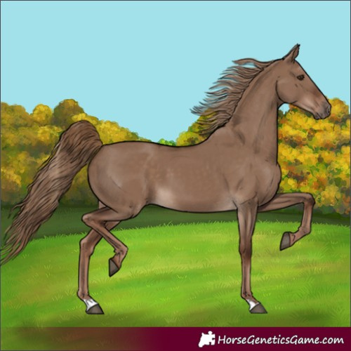 Horse Color:Unknown 
