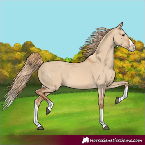 Horse Color:Red Dun Splash 