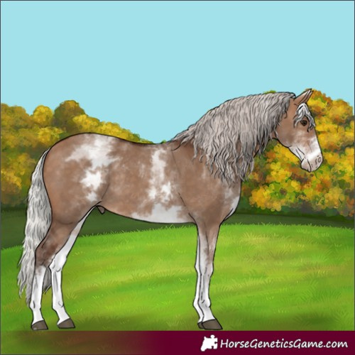Horse Color:White Spotted Silver Bay Dun Rabicano 