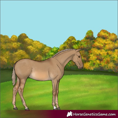 Horse Color:Unknown 