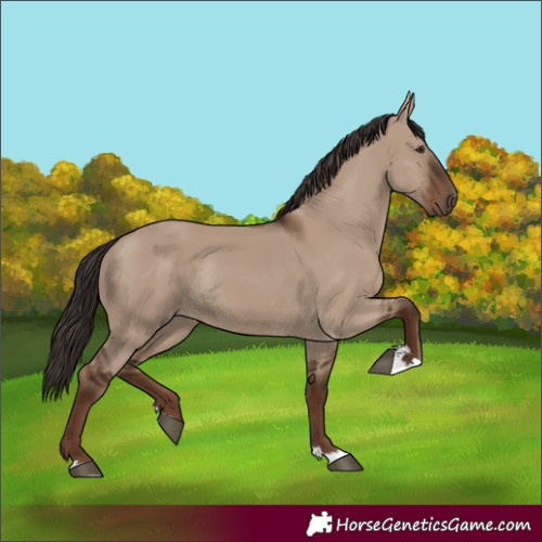 Horse Color:Liver Red Dun Rabicano 