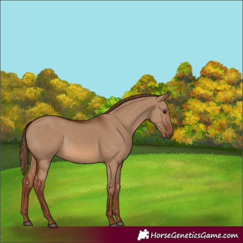 Horse Color:Unknown 
