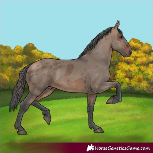 Horse Color:Bay Dun Merle Rabicano 