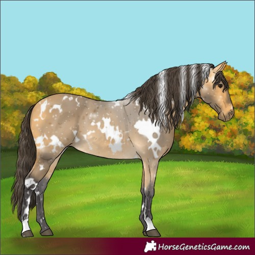 Horse Color:White Spotted Buckskin 