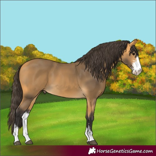 Horse Color:Buckskin Sabino 