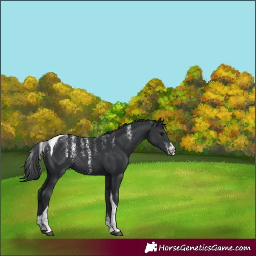 Horse Color:Powder White Black Tobiano 