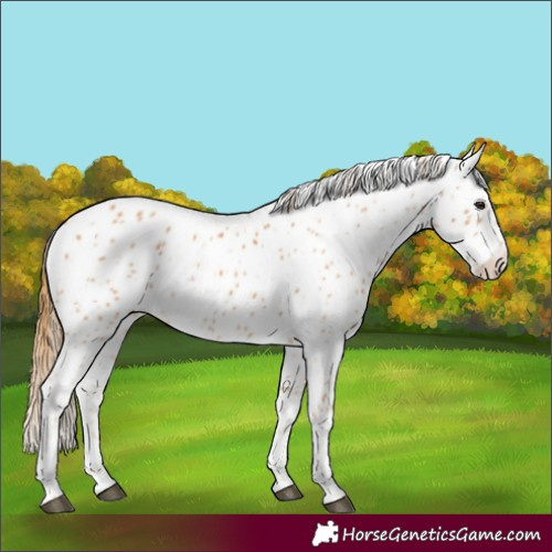 Horse Color:Chestnut Appaloosa