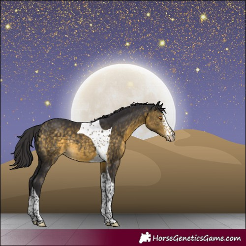 Horse Color:Buckskin Mushroom Sabino Tobiano Rabicano 