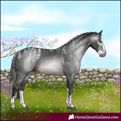 Horse Color:Powder White Gray Buckskin Merle Splash 