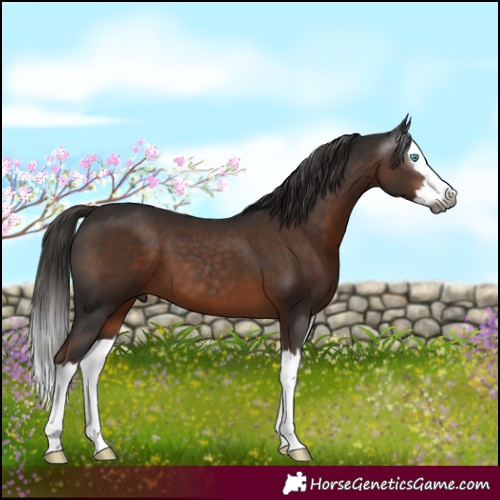 Horse Color:Gray Liver Chestnut Splash 